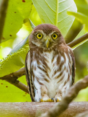 Ferruginous Pygmy-Owl - Glaucidium brasilianum in Costa Rica