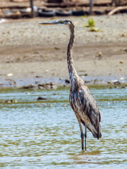 Great Blue Heron - Ardea herodias in Costa Rica