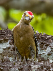 Hoffmann's Woodpecker - Melanerpes hoffmannii in Costa Rica