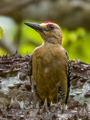 Hoffmann's Woodpecker - Melanerpes hoffmannii in Costa Rica