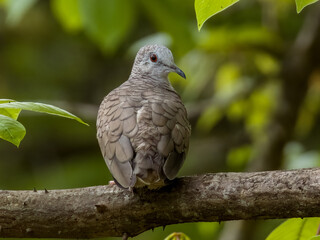 Inca Dove - Columbina inca in Costa Rica