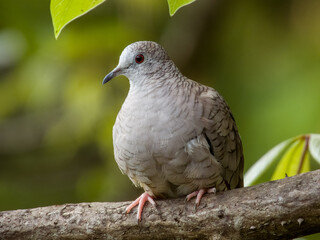 Inca Dove - Columbina inca in Costa Rica