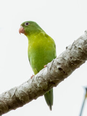 Orange-chinned Parakeet - Brotogeris jugularis in Costa Rica