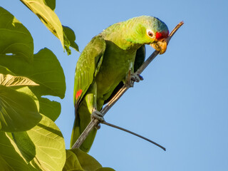 Red-lored Parrot - Amazona autumnalis in Costa Rica
