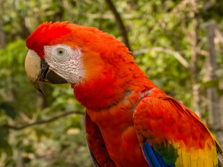 Wild Scarlet Macaw - Ara macao in Costa Rica
