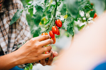 In a sunny greenhouse farmer's hands carefully grasp cherry tomatoes. Quality harvest illustrates...