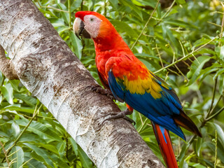 Wild Scarlet Macaw - Ara macao in Costa Rica