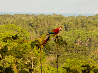 Wild Scarlet Macaw - Ara macao in Costa Rica