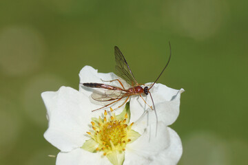 Close up male Ichneumon wasp Cidaphus alarius. Subfamily Mesochorinae. Family Ichneumonidae. On flower of strawberry (Fragaria). Dutch garden. Spring May Netherlands