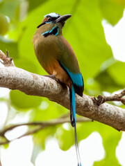 Turquoise-browed Motmot - Eumomota superciliosa in Costa Rica