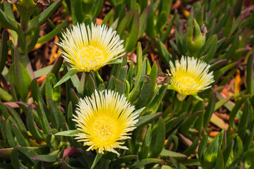 Carpobrotus Edulis is a perennial plant of the Aizaceae family with a creeping stem, fleshy leaves, pinkish or yellowish flowers.