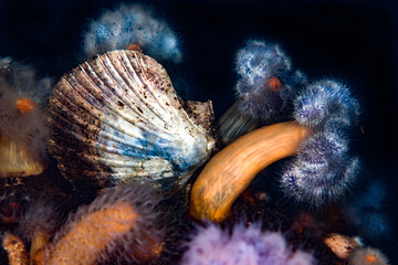 A bluish sea scallop among sea anemones