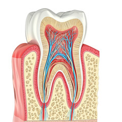 Detailed Cross-Section of Human Tooth Anatomy