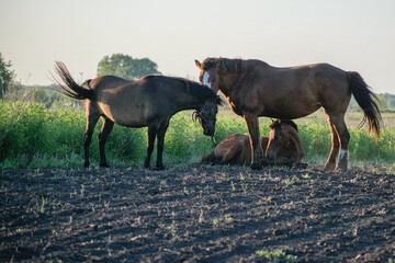 family horses on the meadow