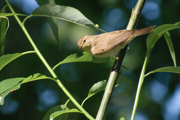 common chiffchaff on a leaf