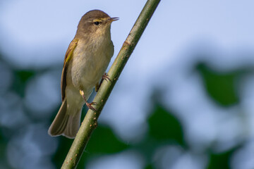 common chiffchaff on the willow