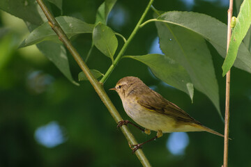 common chiffchaff on a branch