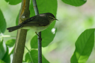 common chiffchaff on a fence