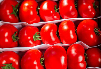 Fresh picked tomatoes straight from the garden, ready for sale, natural product