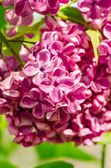 Lilac bouquet with pink flower petals. The flowers are fully bloomed and very beautiful. Floral spring background. Close-up. Lilac bouquet.