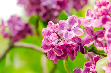 Lilac bouquet with pink flower petals. The flowers are fully bloomed and very beautiful. Floral spring background. Close-up. Lilac bouquet.