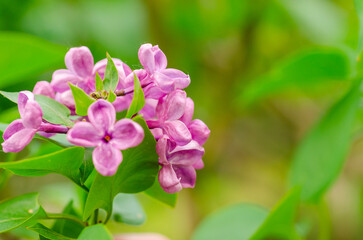 Lilac bouquet with pink flower petals. The flowers are fully bloomed and very beautiful. Floral spring background. Close-up. Lilac bouquet.