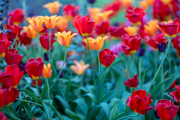 Close-up with blurry background of Tulips blooming in Carl Johans Park during early May in...