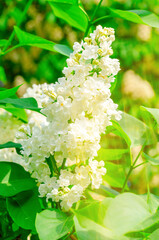 Bouquet of lilacs with white flower petals. The flowers are fully bloomed and very beautiful. Floral spring background. Close-up. White bouquet.