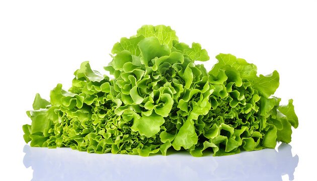 Curly Lettuce on Isolated White Background. Kıvırcık marul