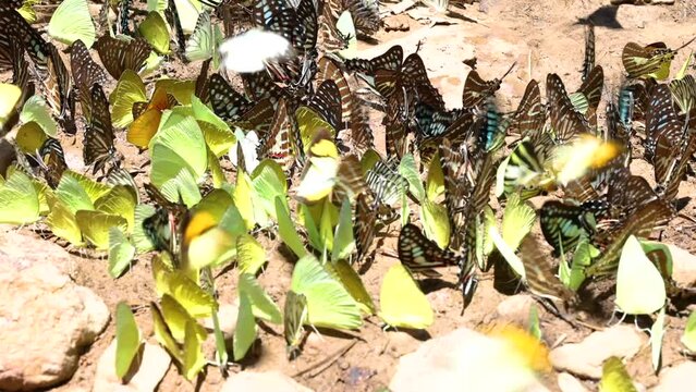 Beautiful butterfly in nature outdoors close-up macro in spring or summer. Group of butterflies puddling on the ground and flying in nature, Thailand Butterflies swarm eats minerals in Ban Krang Camp.