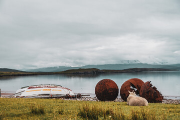 Mouton au bord d'un lac écossais