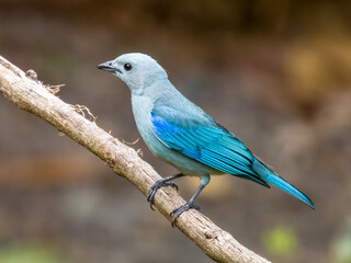 Blue-grey Tanager Thraupis episcopus in Costa Rica