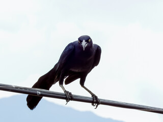 Great-tailed Grackle - Quiscalus mexicanus in Costa Rica