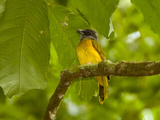 Grey-headed Tanager - Eucometis penicillata in Costa Rica