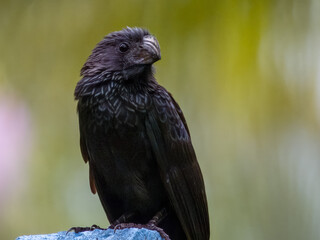 Groove-billed Ani - Crotophaga sulcirostris in Costa Rica