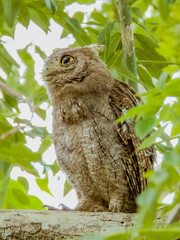 Pacific Screech-Owl - Megascops cooperi in Costa Rica