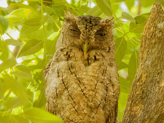 Pacific Screech-Owl - Megascops cooperi in Costa Rica