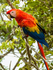Scarlet Macaw - Ara macao in Costa Rica