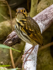 Streak-chested Antpitta - Hylopezus perspicillatus in Costa Rica