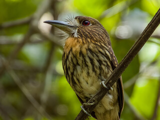 White-whiskered Puffbird - Malacoptila panamensis in Costa Rica