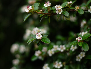Beautiful wild flowers in Germany with blurred background