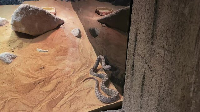 a snake in a terrarium. reptiles in the zoo. a kind of snake