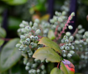 Beautiful wild flowers in Germany with blurred background
