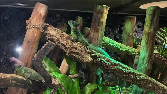 a genus of lizards of the agam family. reptiles in a terrarium