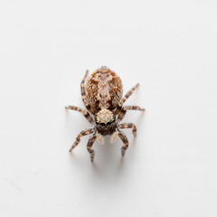 Jumping spider on a white background macro photo
