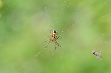 Spiders sit in the web and catch insects