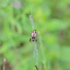 Spiders sit in the web and catch insects
