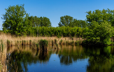 Natur am großen Reinigungsteich im Bucher Forst, Hobrechtswald, Buch, Brandenburg, Deutschland