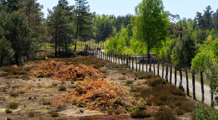 Fototapeta premium Naturschutzgebiet Schönower Heide, Schönow, Brandenburg, Deutschland