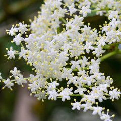 Beautiful wild flowers in Germany with blurred background